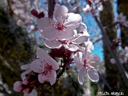 Beauty. - pretty, flowers, colors, trees