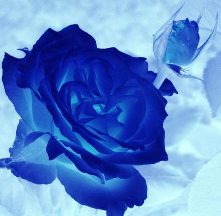 blue buds and rose - nature, blue, bud, rose, flower