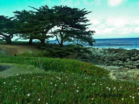 trees - colorful, ocean, trees, sea