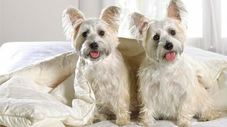 West Highland Terriers - fur, tongue, animals, eyes, white, mouth, paws, dog, dogs, west highland white terriers, cute, terriers, nose, puppy, ears, nature, animal, puppies