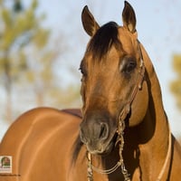 Ranch Horse