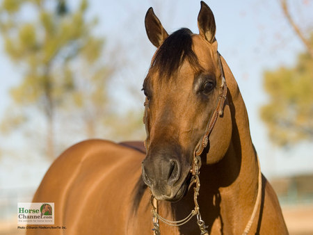 Ranch Horse - horses, nature, donkies, ranch horses, ponies, arabians