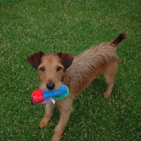 Monty the Jack Russell