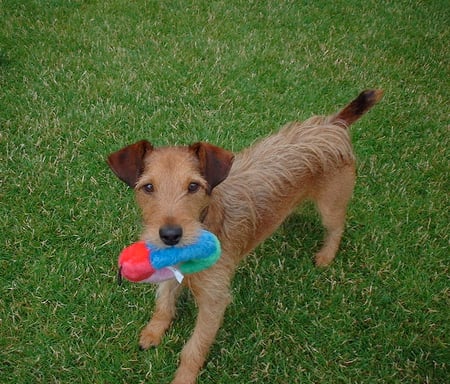 Monty the Jack Russell - terriers, nature, dogs, jack russell terriers, puppies