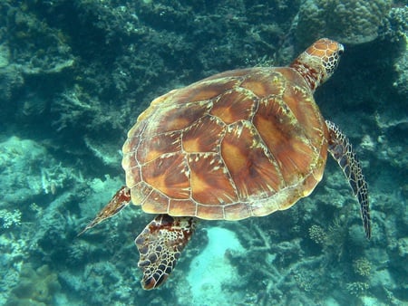 Green Turtle - marine, ocean, flippers, water, shell, reef, underwater