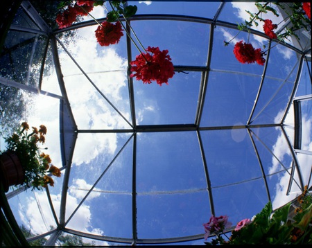 greenhouse - plants, inside, greenhouse, sky