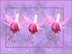 dancing fuchsias