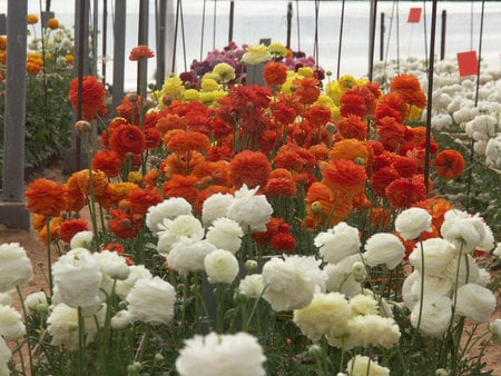 flowers in the greenhouse - nature, inside, greenhouse, flowers, colourful