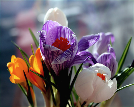 crocus - flowers, nature, spring, colourful, crocus