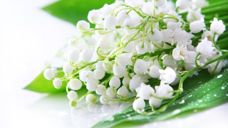 Spring is everywhere - white, nature, lily of the valley, flowers, spring