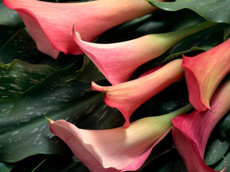 Bouquet of rasberry pink lilies - cala, lilies, beautiful, pink, bouquet, leaves, lily, nature, rasberry, art