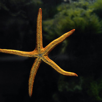 Lonely sea star