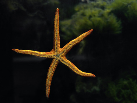 Lonely sea star - star, lonely, yellow, sea, orange, dark, black, starfish, green, fish