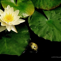 yellow water lilly