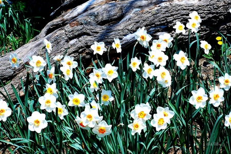 Spring Time - garden, home, beautiful, flowers, spring, daffodils, nature