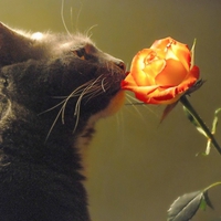 floral cat