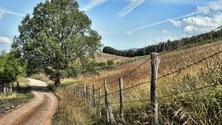 Where the Road May Lead Us - path, nature, dirt road, road, fence