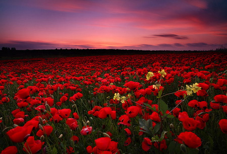 Field of anemonas - plantation, anemonas, red, big, field