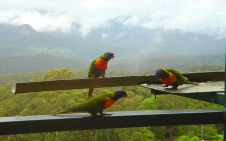 THREE BEAUTIES - top, foggy, parrots, mountain, llorikeets, colorful