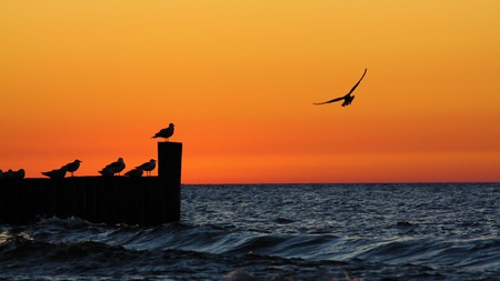 What Freedom Looks Like - freedom, ocean, dock, water, orange, sunset, birds