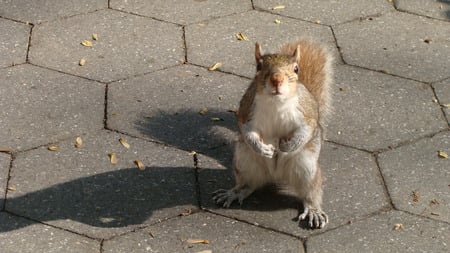 Hey You! Yeah You! - animal, fuzzy, funny, cute, squirrel