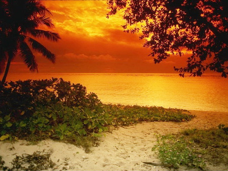 Wonferful sunset - wonderful, trees, sunset, beach, plants, sea