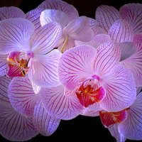 Orchids