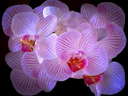 Orchids - elegant, beautiful, red, orchids, pink