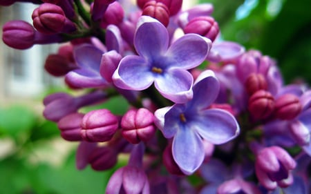 For you,ladies.. - flowers, spring, nature, green