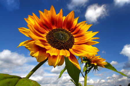 Sunflower - nature, sky, sunflowers, flowers