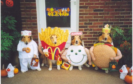 These Doggone Humans Are At It Again!  - dogs, costumes, four, food