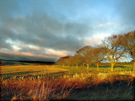 Trees - nature, forests, grass, trees