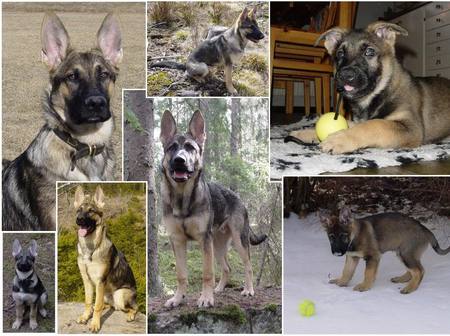 The German Shepherd Family - nature, dogs, snow, grass, puppies, german shepherds, animals, wolves