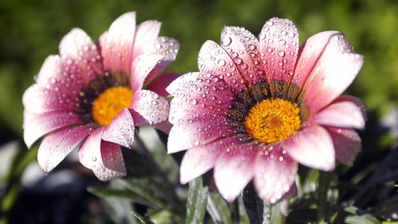 White Pink Orange Flowers - white, orange, flowers, pink