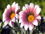 White Pink Orange Flowers