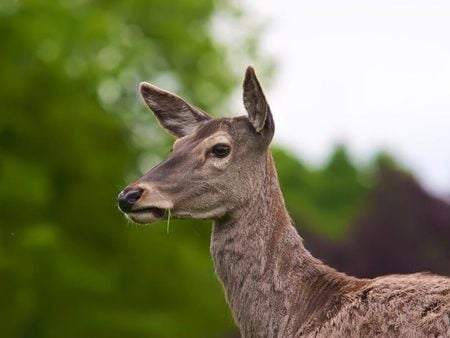 Deer Eating Grass - trees, baby deer, animals, doe, bucks, meadows, deer, nature, grass