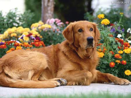 Golden Patience - flowers, nature, dogs, labrador retriever, dogs lying down, puppies, animals, golden retrievers