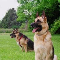 Two Shepherds