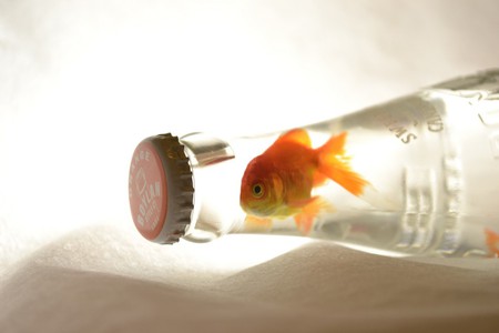 Bottle - lemonade, abstract, bottle, goldfish, soda