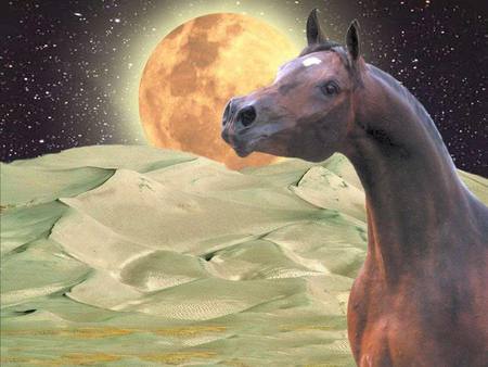 Moon Horse - space, moon, planets, arabians, earth, rocks, sun