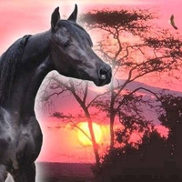 Africa Stallion