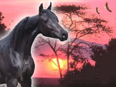 Africa Stallion - trees, africa, arabians, stallions, sun