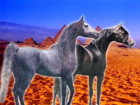 Two Horses - nature, desert, animals, arabians