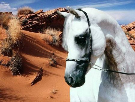 Desert Horse - snakes, nature, plants, arabians, white arabians, sky