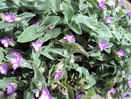 Tiny flowers - tiny, flowers, green, yard, natural