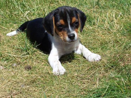 Beagle Puppy - nature, animals, dogs, beagles, grass, puppies