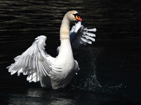 SWAN OVER TROUBLED WATERS - white, swan, water, black