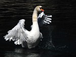 SWAN OVER TROUBLED WATERS