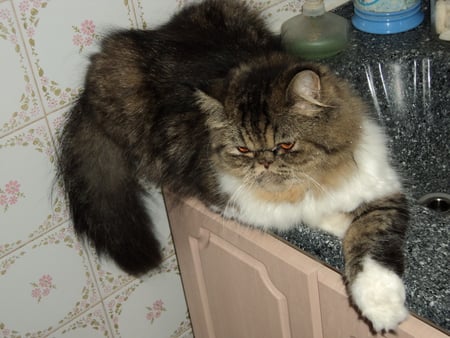 Bianca in the bathroom - kittie, grey, white, sank, bathroom, cat