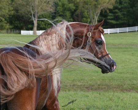 A famous horse Justadream - nature, animals, famous arabians, ponies, arabians